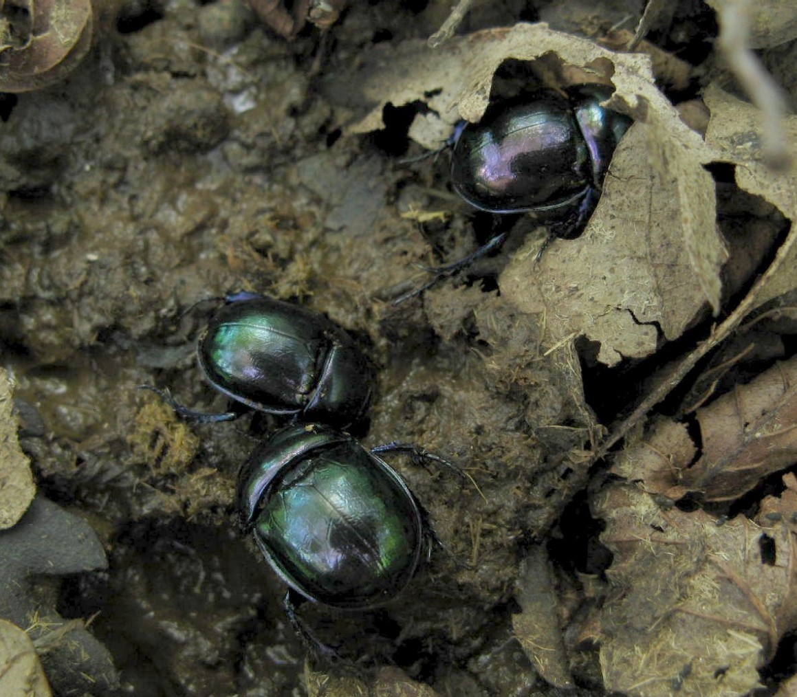da determinare: Trypocopris cfr. vernalis